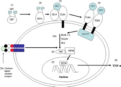 Transcription of TNF α genes by NFκB following stimulation of innate