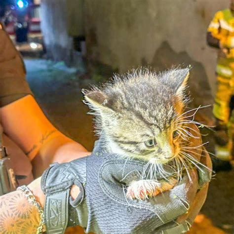 Feuerwehr Malsch Rettet Eingesperrte Babykatze Swr Aktuell