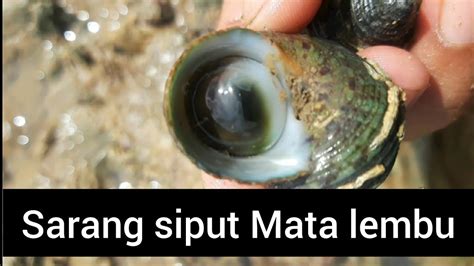 Mencari Dan Menemukan Siput Saat Laut Mulai Surut Disini Banyak Siput