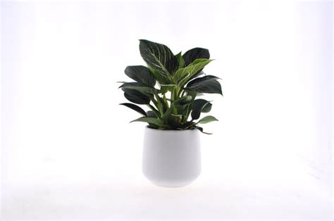 Kamerplant Van Botanicly Philodendron White Wave Hoogte Cm