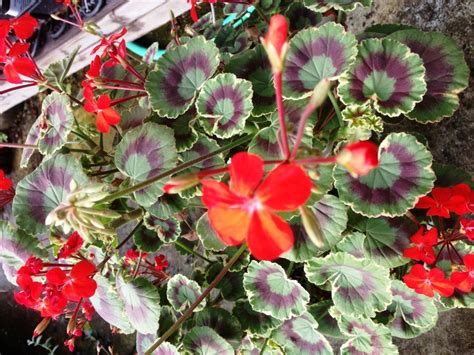 Dolly Varden Fancy Leaf Geranium Fancy Leaf Geraniums