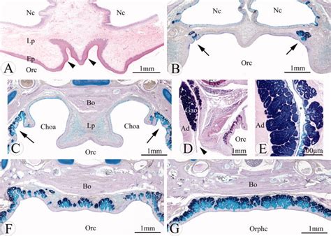 Light Micrographs Showing Histological Cross Sections Through Different