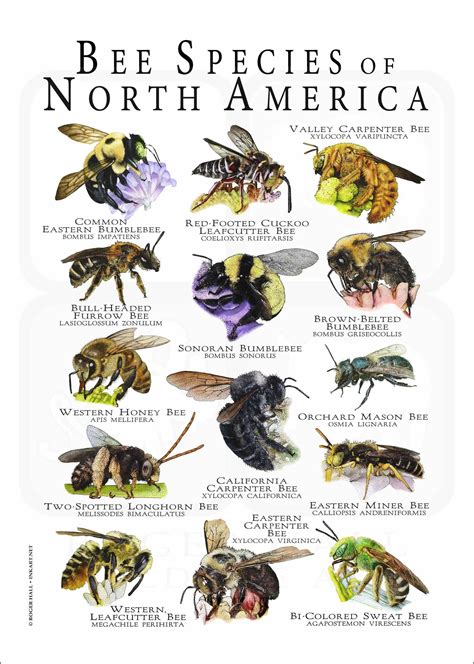 Bee Species of North America Poster Print | Types of bees, Bee, Bee