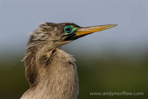 Free Images Wing Female Wildlife Portrait Beak Fauna Close Up