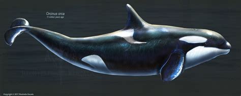 Rushelle.com - The Evolution of Toothed Whales (Restored)