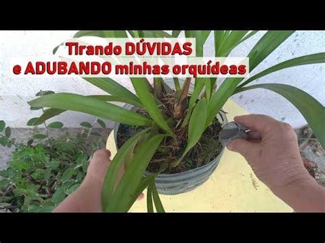 Dicas Dona Maria Tirando DÚVIDAS e ADUBANDO minhas orquídeas