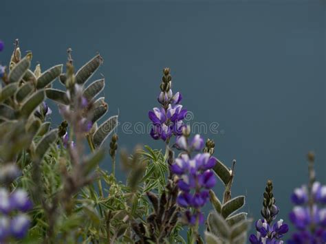 Flores De Los Mutabilis Del Lupinus En El Fondo Borroso Imagen De