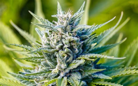 What Are The Best Cannabis Strains for Creativity and Focus - Leaf Haus