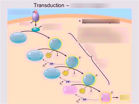 Transduction Diagram Quizlet