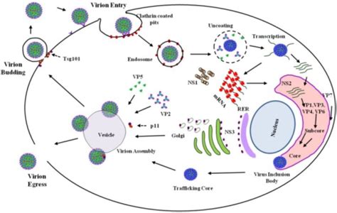 Overview Of The Btv Replication Cycle Virion Entry Is Open I