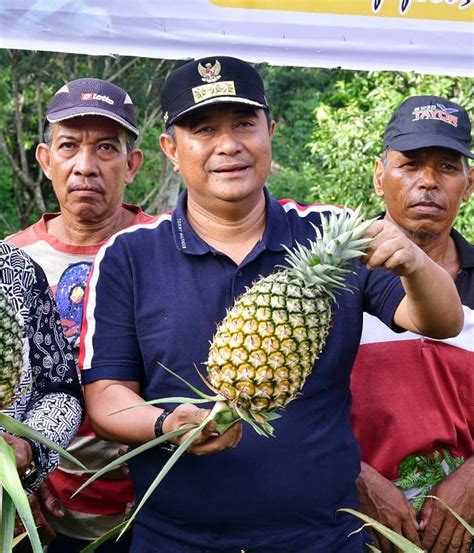 Desa Palippu Bakal Dijadikan Percontohan Pengembangan Nanas Di Sulsel