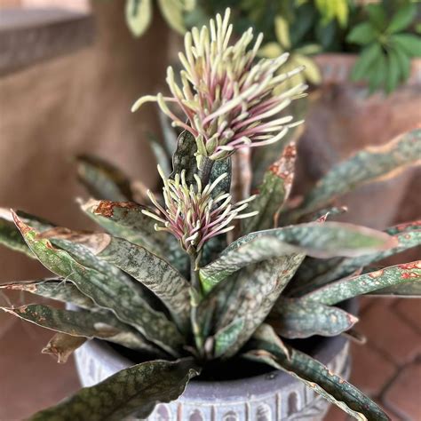 Love - 🎬 Boston Blue (2025) Created by: Taylor Sheridan & Graham Yost