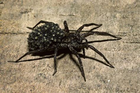 The Spider Who Carries Her Babies On Her Back Wolf Spider Dangerous