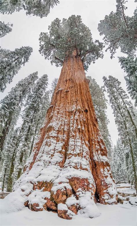 17 Useful Things to Know Before Visiting Sequoia National Park in Winter - California Crossroads