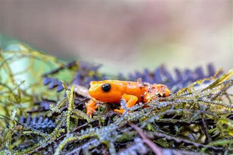 500+ Amphibian Pictures [HD] | Download Free Images on Unsplash