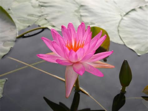 Nymphaea Turtle Island Tropic Star Hxt Isg Waterlily Healthy