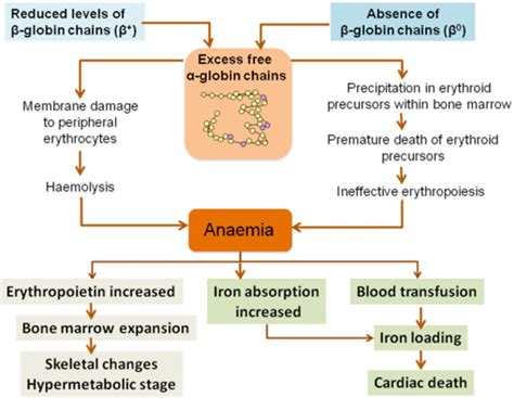 Genetic Basis Pathophysiology And Diagnosis Guidelines For The Management Of Transfusion