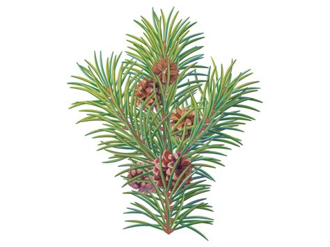 Pine Tree Branch Png Transparent Image Freepngdesign