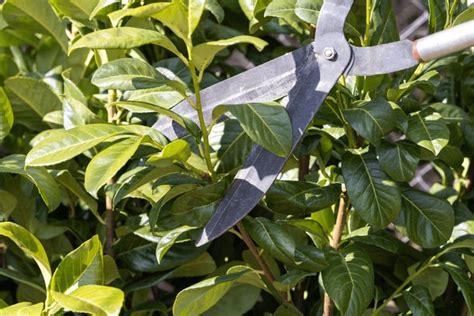 46 Cherry Laurel Pruning Royalty-Free Photos and Stock Images ...