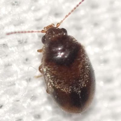 Marsh Beetle - Contacyphon - BugGuide.Net