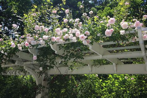 8 Best Climbing Plants For Pergolas