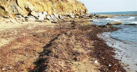 Anzio Liniziativa Di Fare Verde Dove Passano I Nuovi Barbari