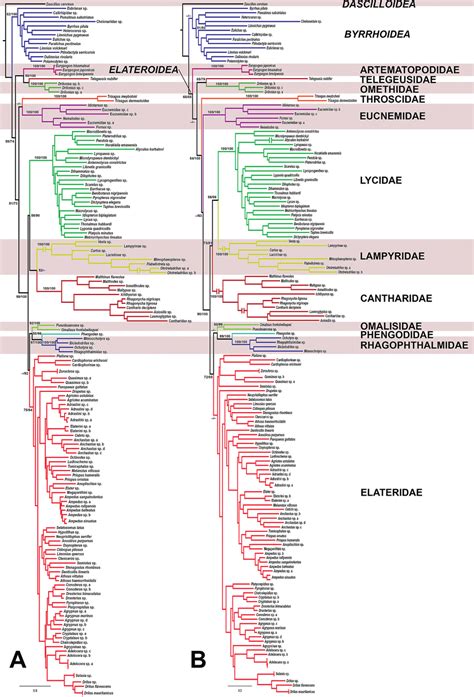 Maximum Likelihood Ml Phylogenetic Trees Based On Analyses Of