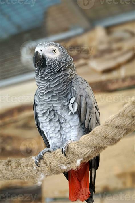 African Grey Parrot With Red Tail Perching on a Rope 24897582 Stock