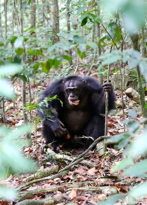 Free Clip Chimpanzee Download Free Clip Chimpanzee Png Images Free