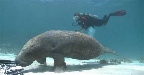 manatees  belize   roveme