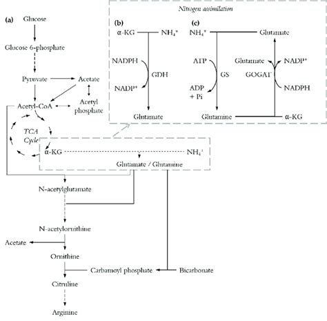 Simplified Pathways For L Arginine Biosynthesis Long Dashed Lines Download Scientific Diagram