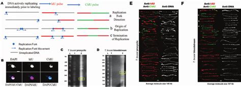 The T Brucei Replication Rate Is Similar To Rates Of Other Eukaryotes