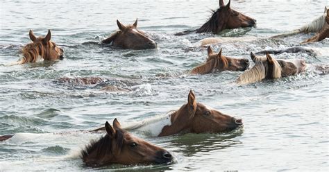 Chincoteague Pony Penning 2024 - agnola shanta