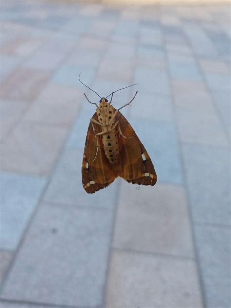 (OC) Underside of a moth on a glass door. : r/pics