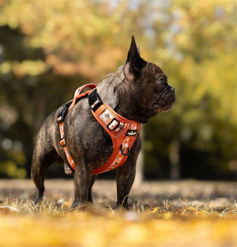 Breed Guide French Bulldog Pets Love Fresh