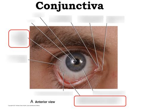 12 Conjunctiva Diagram Quizlet