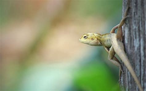 Frilled Neck Lizard Hd Reptile Wildlife Lizard Hd Wallpaper Rare