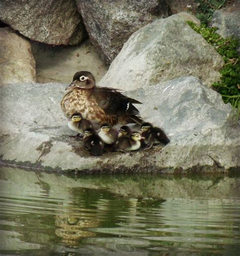 Reflections from Bon Bon Pond: Today's Adorableness