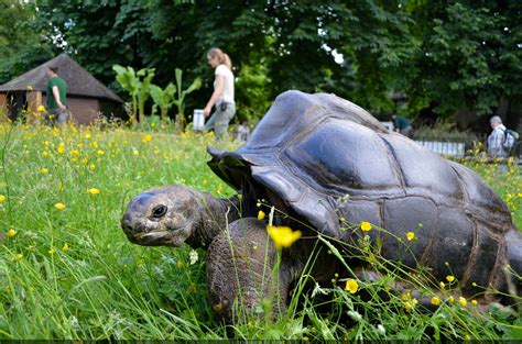 La Ménagerie Zoo Du Jardin Des Plantes Le Plus Vieux Zoo De Paris