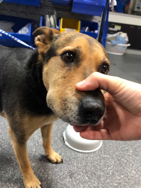 learn    snake bite treatment   dogs