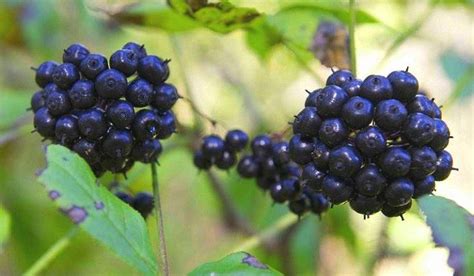 Элеутерококк колючий - описание, фото, свойства, применение