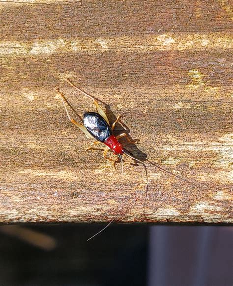 LOUD tiny cricket : r/whatsthisbug