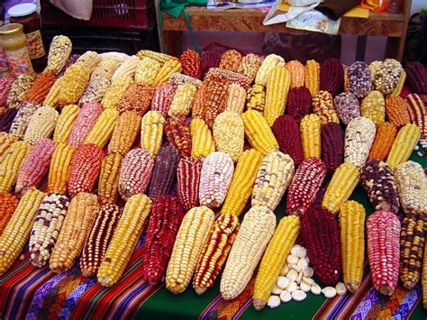 Variedades De Maiz Choclo Cusqueño Rainbow Corn Mexican Food