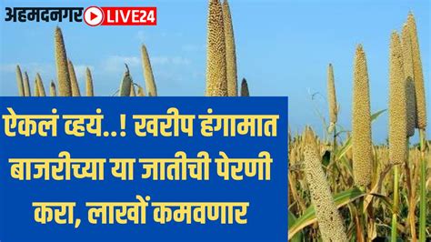 Millet Farming ऐकलं व्हयं खरीप हंगामात बाजरीच्या या जातीची पेरणी