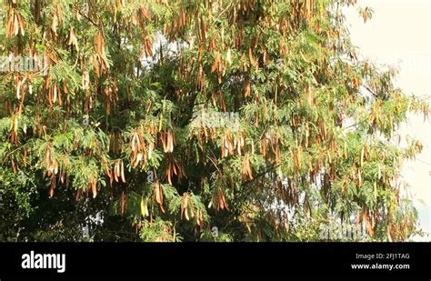 Acacia Seed Pods Stock Videos And Footage Hd And 4k Video Clips Alamy