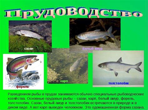 Животноводство 3 класс - презентация к уроку Окружающий мир - скачать ...