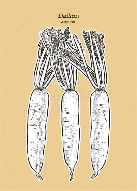 Daikon Drawing Stock Illustrations 321 Daikon Drawing Stock