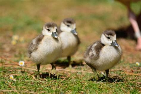 How To Care For Wild Baby Ducks: The Ultimate Guide