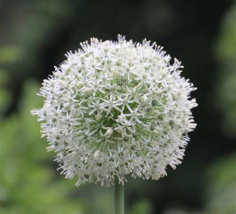 Allium Mount Everest Ornamental Onion From Leo Berbee Bulb Company