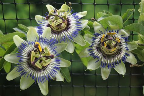 Passionflower Flowers Plant Free Photo On Pixabay Pixabay